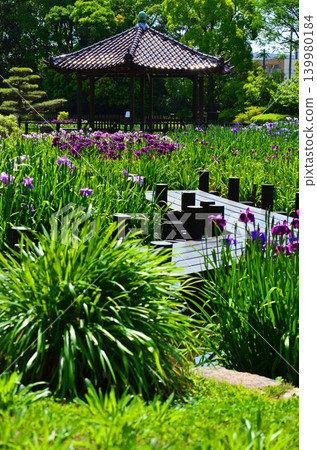 A view of the Johoku Iris Garden with irises in full bloom (Asahi Ward, Osaka City) 139980184