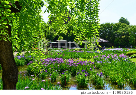 城北菖蒲園的菖蒲花盛開的風景（大阪市旭區） 139980186