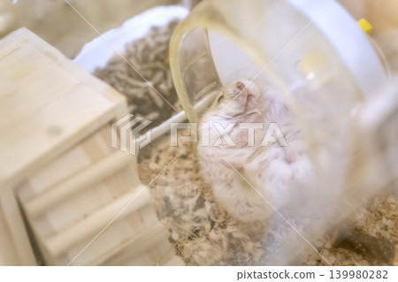 一隻露出腹部的準噶爾倉鼠正在睡覺。 一隻露出腹部的準噶爾倉鼠正在睡覺。 139980282