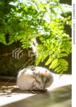 一隻侏儒倉鼠在盆栽植物下休息。 一隻侏儒倉鼠在盆栽植物下休息。 139980295