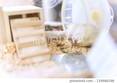 A Djungarian hamster peeking its head out of its exercise wheel. A Djungarian hamster peeking its head out of its exercise wheel. 139980296