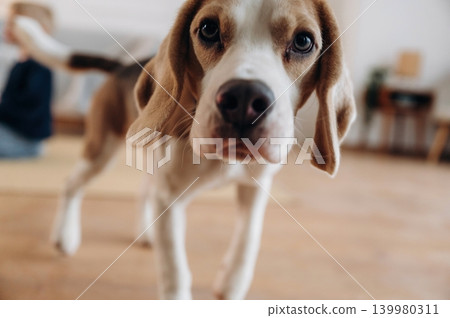 Pet dog walking in living room with owner in background Pet dog walking in living room with owner in background 139980311