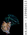 Anthurium (houseplant) against a black background 139980313