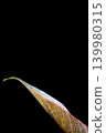 Black background, Philodendron plant, pink Birkin bag 139980315