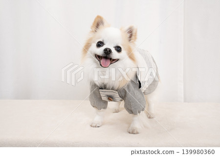Sammy the Chihuahua smiling against a white background. Sammy the Chihuahua smiling against a white background. 139980360