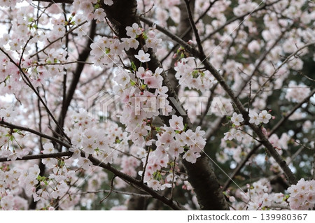 Light pink Yoshino cherry blossoms blooming in a park in spring Light pink Yoshino cherry blossoms blooming in a park in spring 139980367