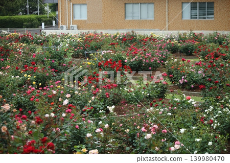 荒尾市少女公民花壇玫瑰花, 荒尾市少女公民花壇玫瑰花, 139980470