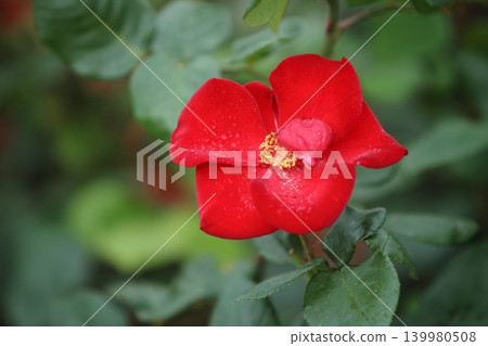 Arao City Ominous Citizen Flower Bed Rose Flower, Arao City Ominous Citizen Flower Bed Rose Flower, 139980508