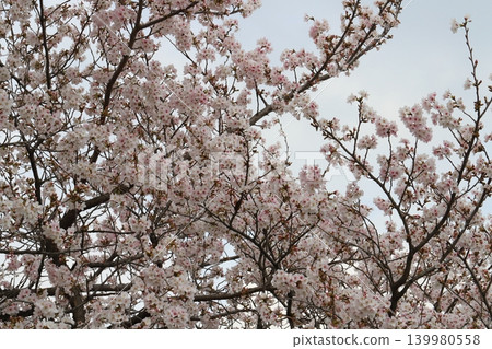 Light pink Yoshino cherry blossoms blooming in a park in spring 139980558