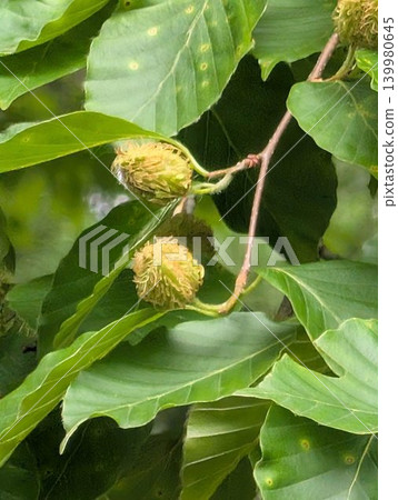 山毛櫸和橡樹的花 山毛櫸和橡樹的花 139980645