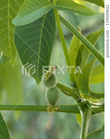 橡樹的雌花 139980682