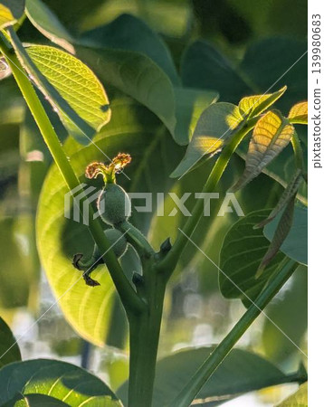 橡樹的雌花 橡樹的雌花 139980683