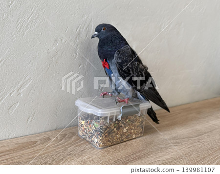 a bird sitting on a plastic container on a table a bird sitting on a plastic container on a table 139981107