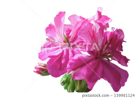 Bright pink geranium flowers close-up isolated on white background Bright pink geranium flowers close-up isolated on white background 139981124