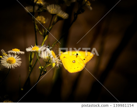 Colias erate Colias erate 139981154