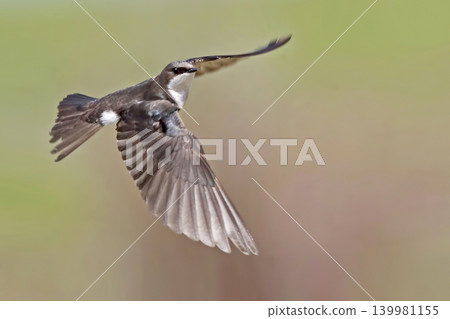 Female Tree Swallow, Tachycineta bicolor, wings spread in flight Female Tree Swallow, Tachycineta bicolor, wings spread in flight 139981155