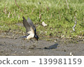 Barn Swallow, Hirundo rustica, collecting mud for nesting Barn Swallow, Hirundo rustica, collecting mud for nesting 139981159