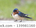 Close up view of a Barn Swallow, Hirundo rustica, Close up view of a Barn Swallow, Hirundo rustica, 139981160