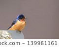 Male Barn Swallow, Hirundo rustica, on a post Male Barn Swallow, Hirundo rustica, on a post 139981161