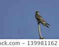 Brown-chested Martin, Progne tapera, perched on a branch Brown-chested Martin, Progne tapera, perched on a branch 139981162