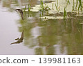 Northern Rough-winged Swallow, Stelgidopteryx serripennis, in flight with reflection Northern Rough-winged Swallow, Stelgidopteryx serripennis, in flight with reflection 139981163