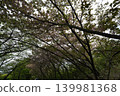 公園裡樹木繁茂，正值綠葉繁茂的季節。 139981368