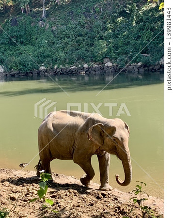 Elephants bathing in a river in Thailand Elephants bathing in a river in Thailand 139981443