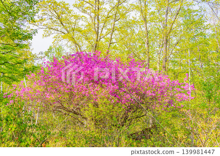 【長野縣】八千穗高原:高原王子(Rhododendron tomentosum) 【長野縣】八千穗高原:高原王子(Rhododendron tomentosum) 139981447