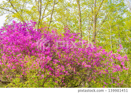 【長野縣】八千穗高原:高原王子(Rhododendron tomentosum) 【長野縣】八千穗高原:高原王子(Rhododendron tomentosum) 139981451