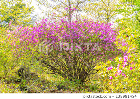 【長野縣】八千穗高原:高原王子(Rhododendron tomentosum) 【長野縣】八千穗高原:高原王子(Rhododendron tomentosum) 139981454