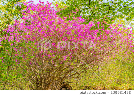 【長野縣】八千穗高原:高原王子(Rhododendron tomentosum) 【長野縣】八千穗高原:高原王子(Rhododendron tomentosum) 139981458