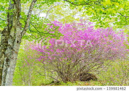 [Nagano Prefecture] Yachiho Plateau: The Prince of the Plateau (Rhododendron tomentosum) 139981462