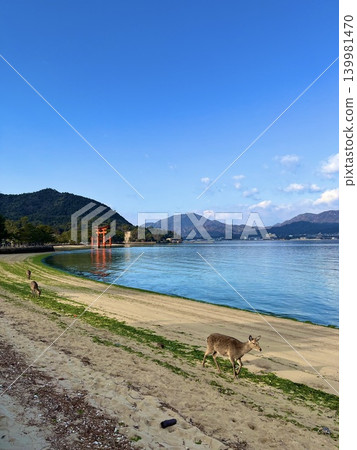 宮島鹿 139981470