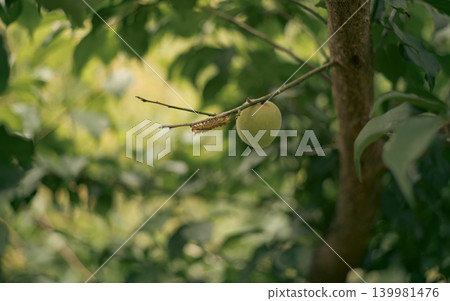 一位李子種植戶的工作場景 一位李子種植戶的工作場景 139981476