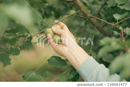 一位李子種植戶的工作場景 一位李子種植戶的工作場景 139981477