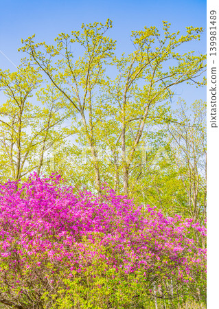 【長野縣】八千穗高原:高原王子(Rhododendron tomentosum) 【長野縣】八千穗高原:高原王子(Rhododendron tomentosum) 139981489