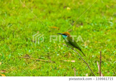 Green Bee-Eater Bird with Turquoise Throat Perched on Twig Against Lush Green Grass Background Green Bee-Eater Bird with Turquoise Throat Perched on Twig Against Lush Green Grass Background 139981715