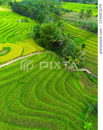 The natural beauty of the Indonesian mountains with beautiful tropical forests at sunrise The natural beauty of the Indonesian mountains with beautiful tropical forests at sunrise 139981879