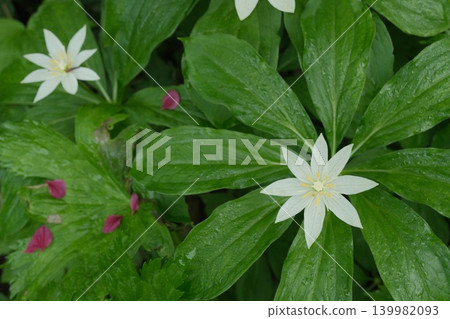 A floral landscape enveloped in greenery, with dewdrops clinging to the Paris jasmine. A floral landscape enveloped in greenery, with dewdrops clinging to the Paris jasmine. 139982093