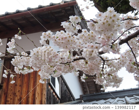 出雲街道新莊宿,新莊村,真庭市:盛開的外仙櫻花,櫻花枝條和古老的農舍。 出雲街道新莊宿,新莊村,真庭市:盛開的外仙櫻花,櫻花枝條和古老的農舍。 139982117