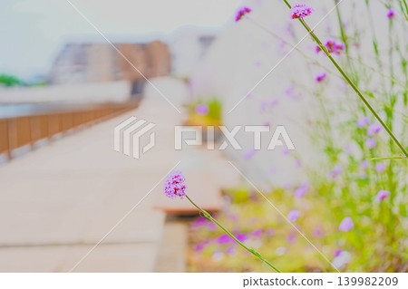 中川步道兩旁盛開著紫色的花朵 139982209