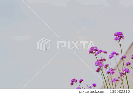 中川步道兩旁盛開著紫色的花朵 139982210