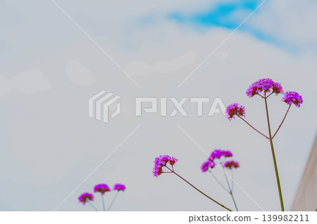 中川步道兩旁盛開著紫色的花朵 139982211
