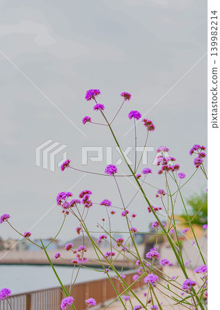中川步道兩旁盛開著紫色的花朵 中川步道兩旁盛開著紫色的花朵 139982214