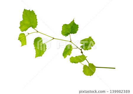 Green grape leaves branch isolated on a clean white background. 139982389