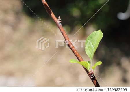 Fresh apple leaves reaching towards the blue sky Fresh apple leaves reaching towards the blue sky 139982399
