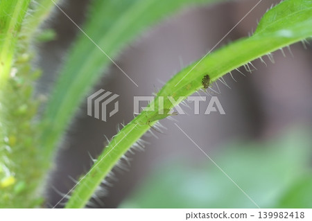 A simple photograph of aphids sucking sap from the underside of a leaf. A simple photograph of aphids sucking sap from the underside of a leaf. 139982418