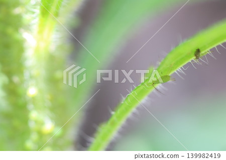蚜蟲聚集在植物葉片上的特寫鏡頭 139982419