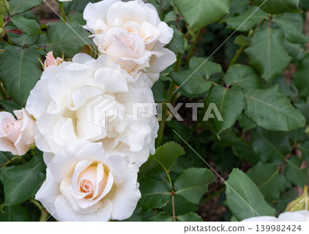 A close-up of a beautiful white rose in full bloom. A close-up of a beautiful white rose in full bloom. 139982424
