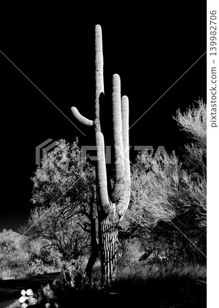 Old Saguaro Cactus Sonora desert Arizona in Black and White Old Saguaro Cactus Sonora desert Arizona in Black and White 139982706